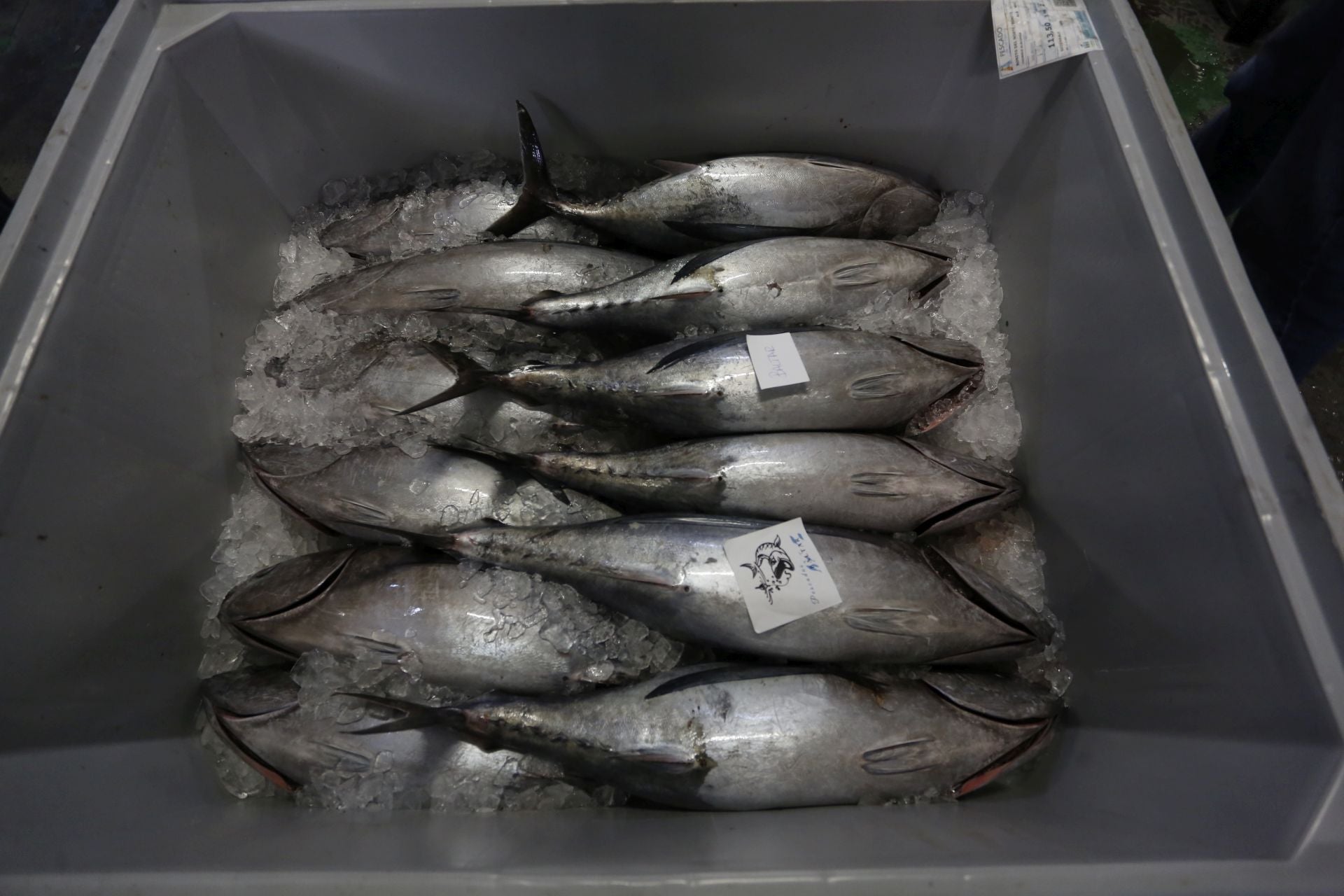 La subasta del primer bonito en Avilés, en imágenes