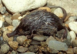 Un ejemplar de desmán ibérico, que entra dentro del listado de especies en peligro de extinción.