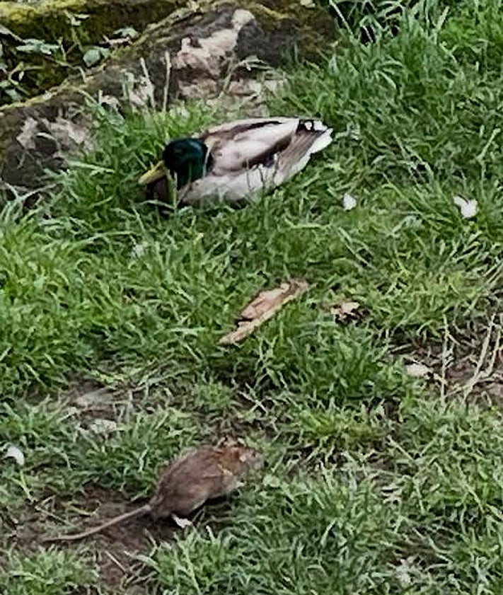 Plaga de ratas, algunas «como conejos» de grandes, en el paseo del río ...