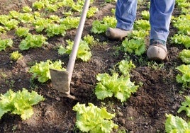 Un hombre trabaja en una huerta ecológica en Llanera.