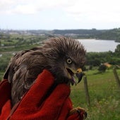 Liberadas cuatro aves rapaces en Mieres, Gijón, Langreo y Sobrescobio