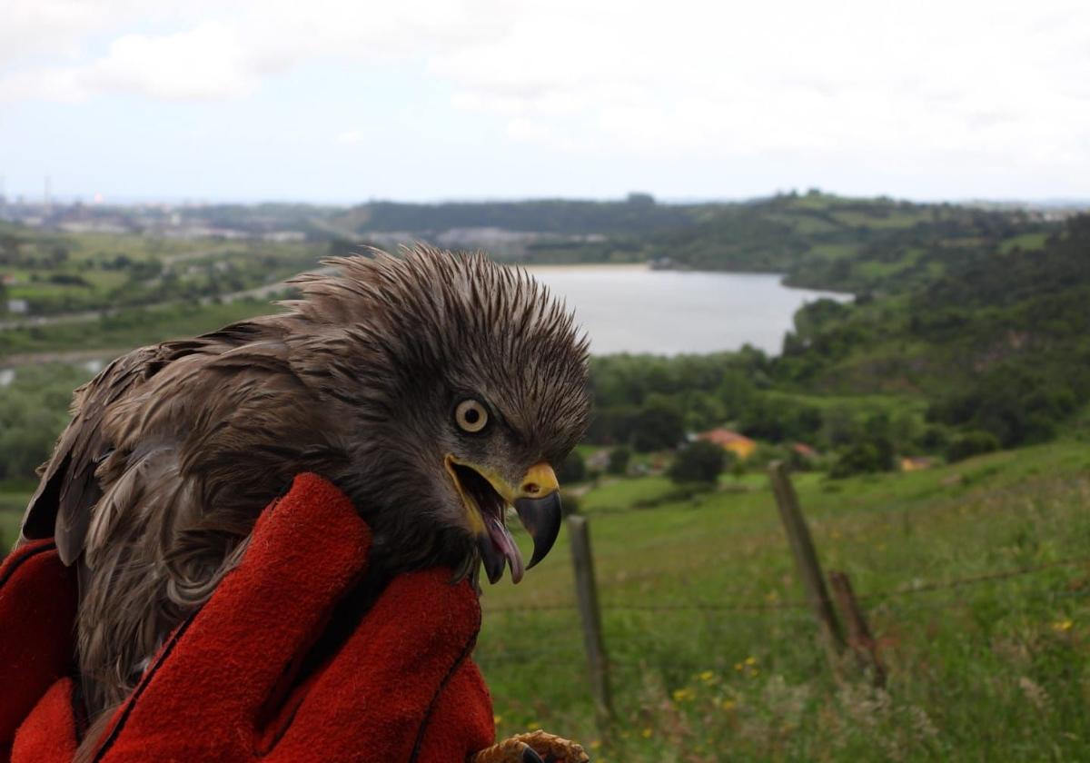 Liberadas cuatro aves rapaces en Mieres, Gijón, Langreo y Sobrescobio