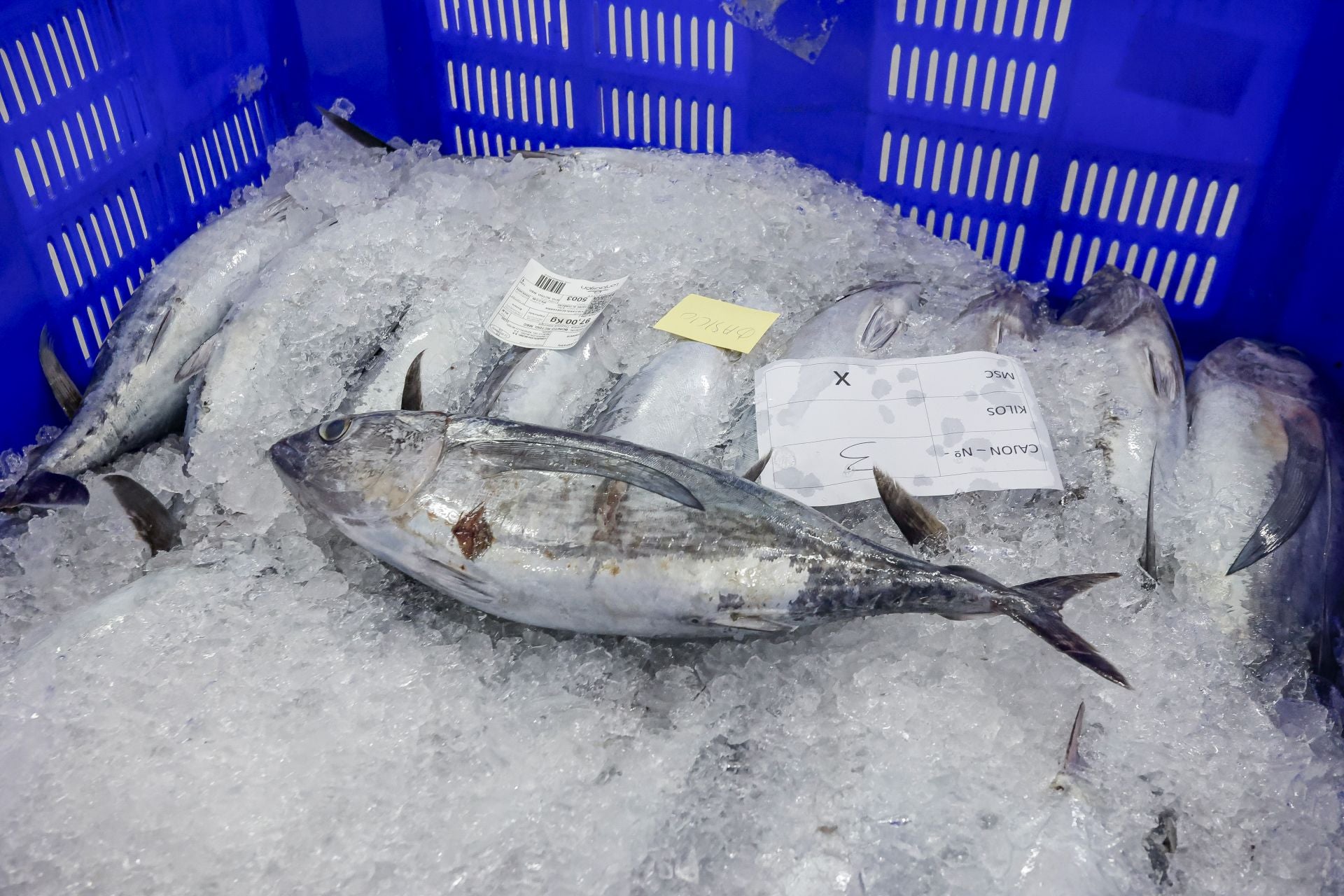 El primer bonito de Gijón, a 53,80 euros el kilo