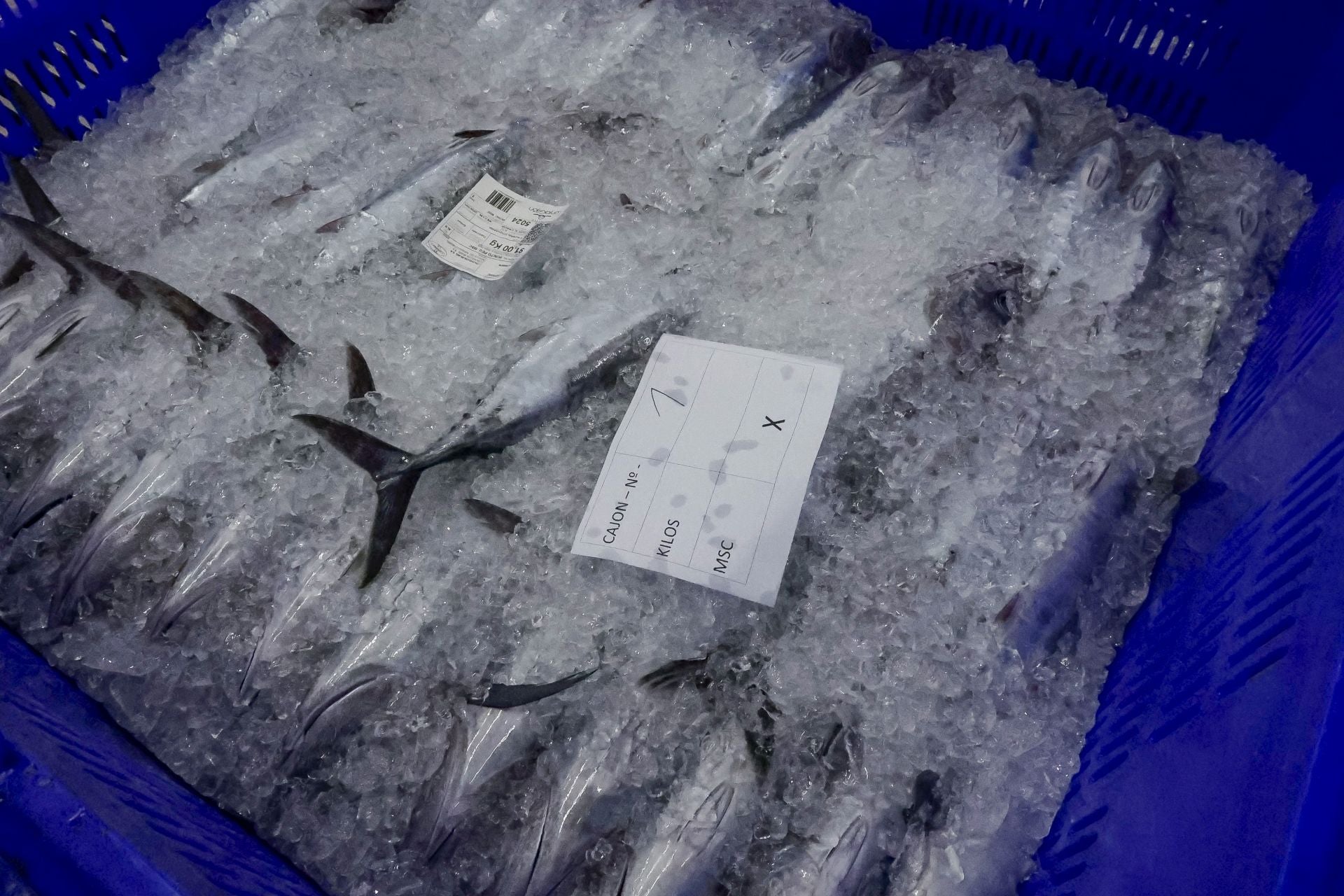 El primer bonito de Gijón, a 53,80 euros el kilo