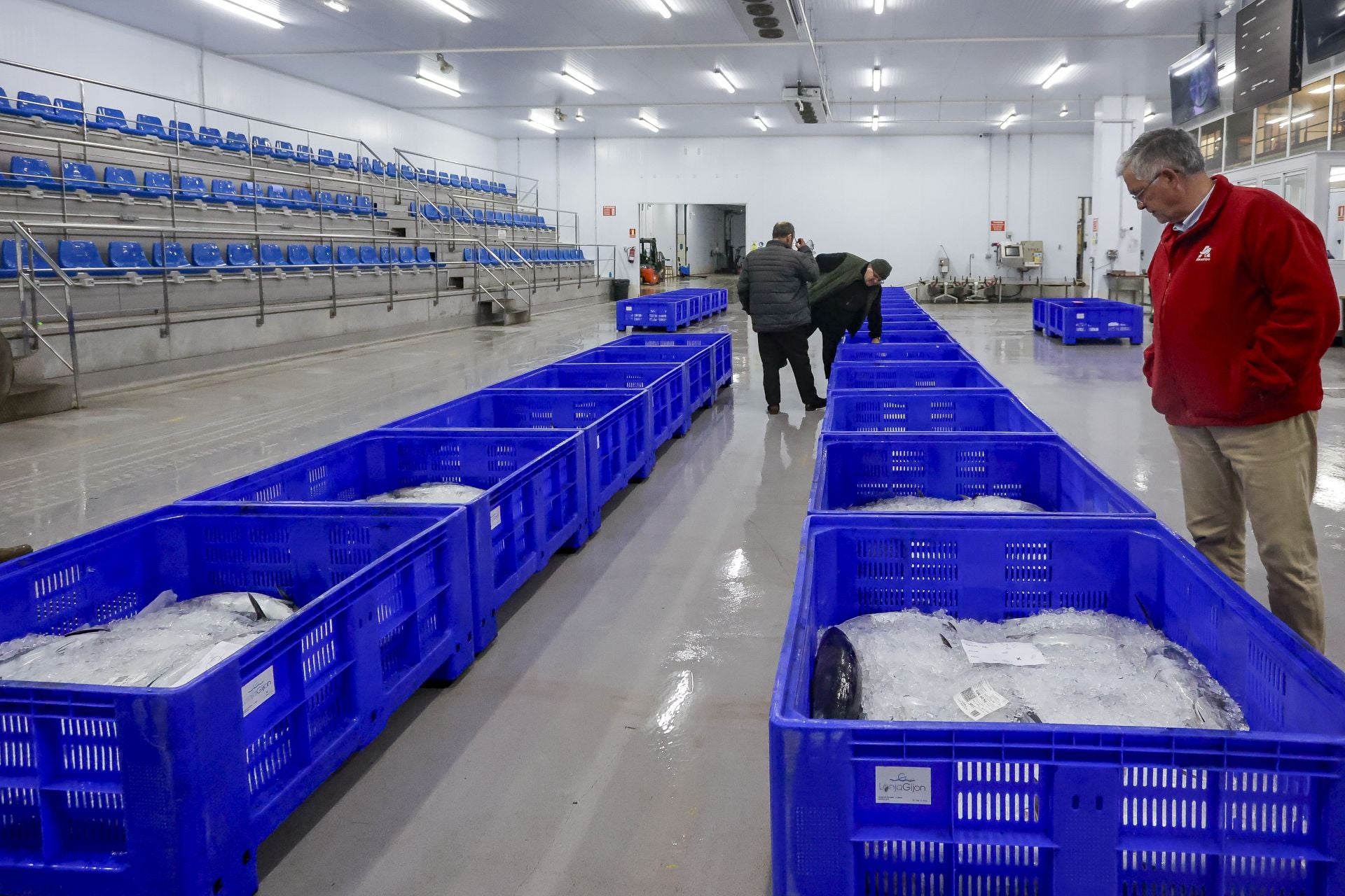 El primer bonito de Gijón, a 53,80 euros el kilo