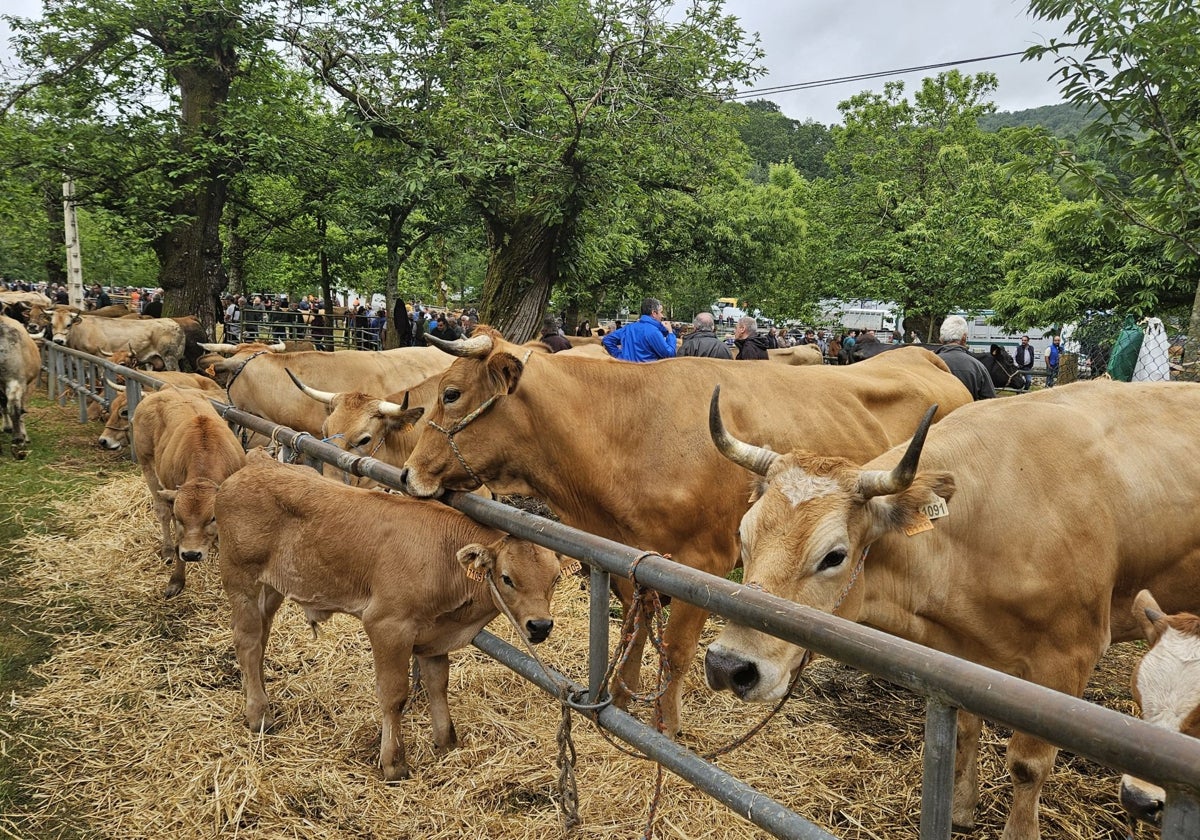 Éxito en la Feriona de Corao: «Los precios de las vacas subieron mucho y se está vendiendo bien»