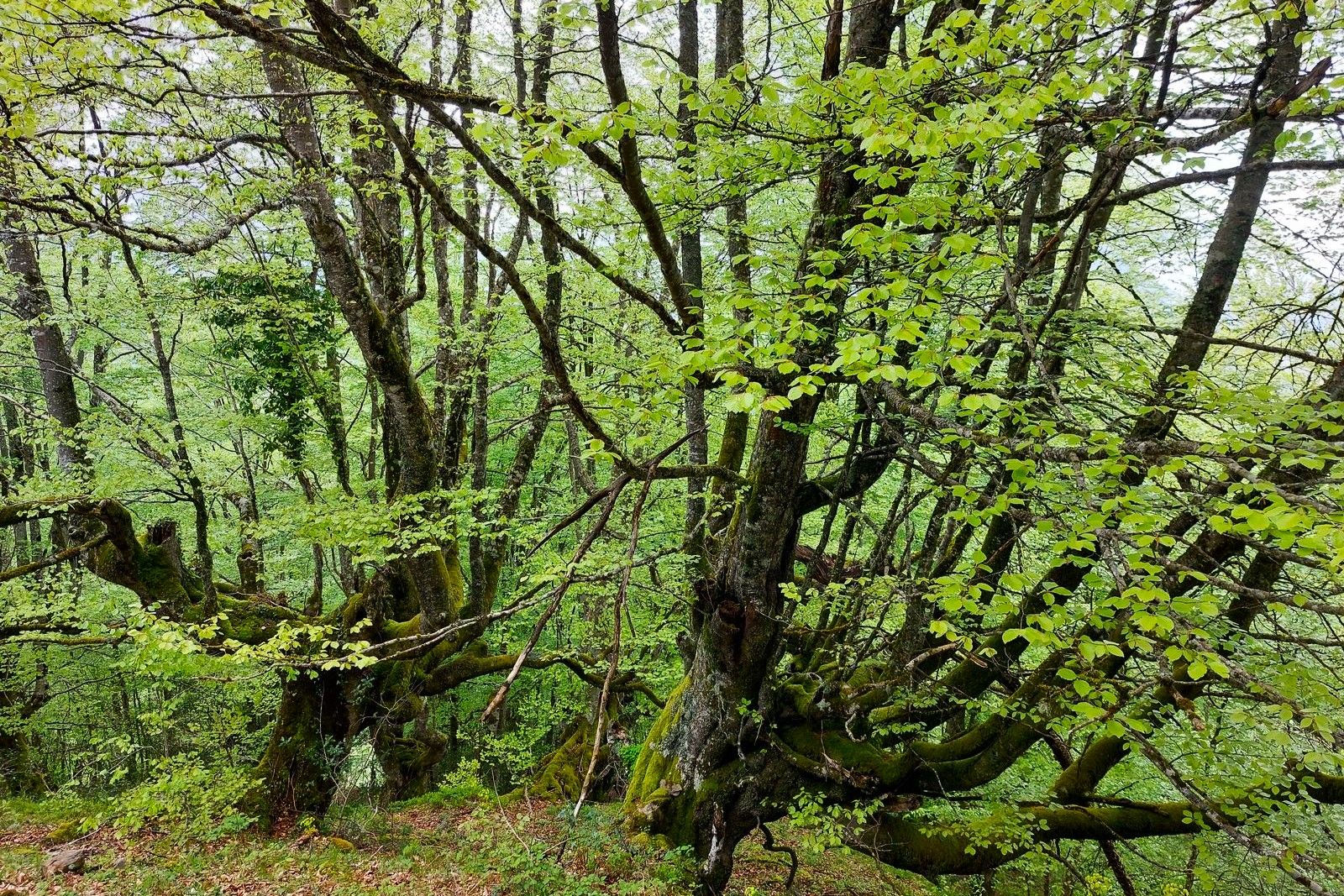 Imagen secundaria 1 - El recorrido para conquistar el Recuencu y el Zorru desde Les Bedules tiene mucho de bosque y de majadas, pero también laderas escarpadas, pasos aéreos y cimas muy altas. 