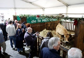 El público observa una vaca de raza asturiana de la Montaña en la carpa de exposición de ganado del paseo del Bombé.