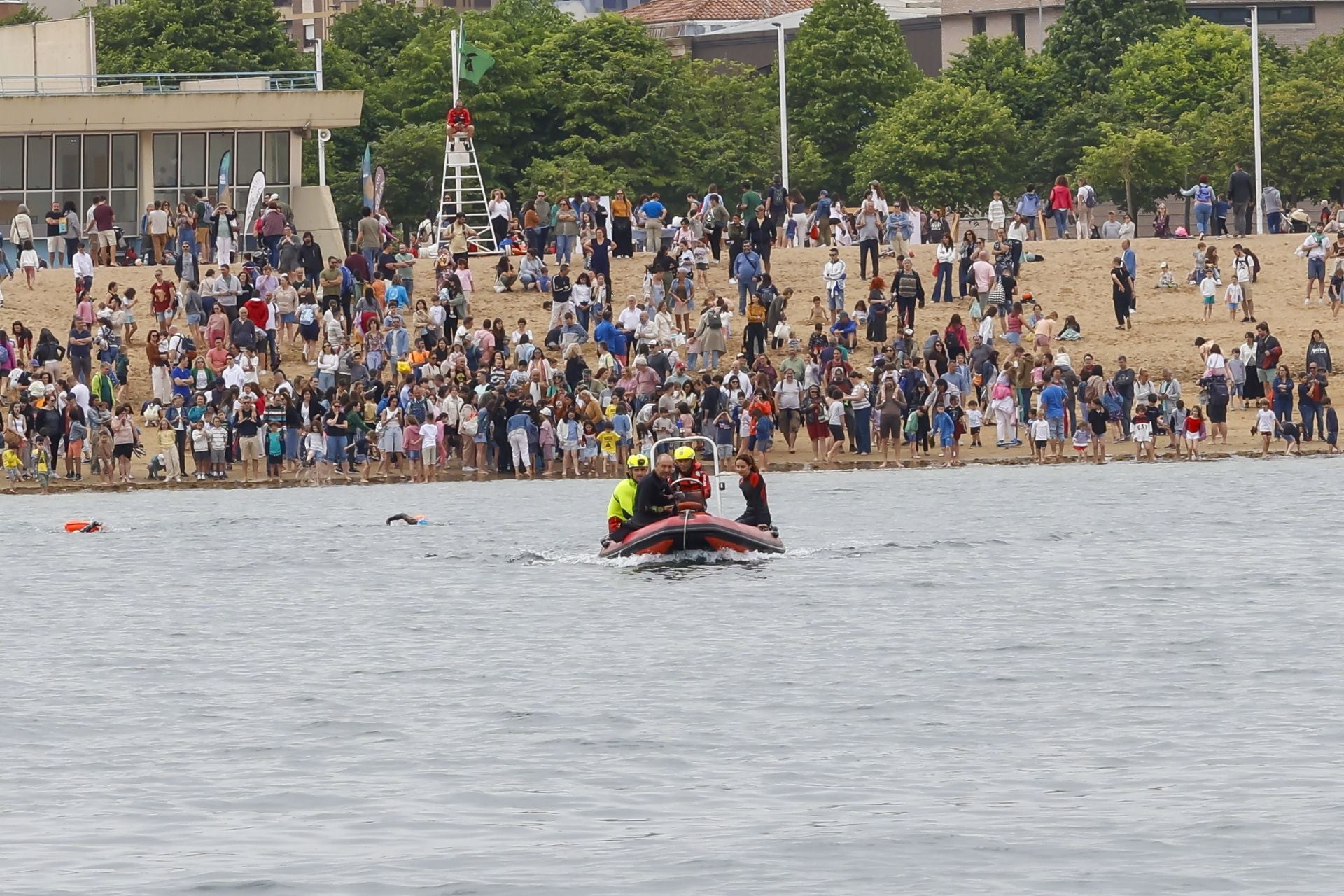 Suelta de 50 crías de tiburón pintarroja al mar en Gijón