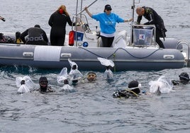 Suelta de 50 crías de tiburón pintarroja al mar en Gijón