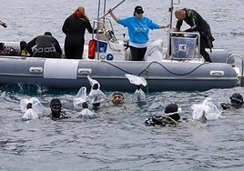 Los buceadores sujetan las bolsas con los tiburones pintarrojas momentos antes de su introducción al mar.
