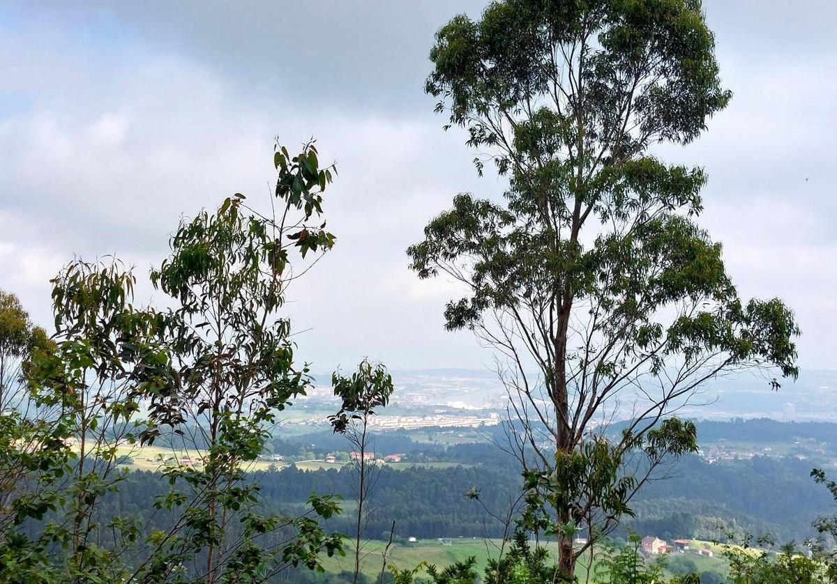 Vistas hacia la zona de Avilés desde los altos cercanos al pico Prieto. Aunque lo que más resalta de esta ruta no son sus vistas sino su tranquilidad y su trazado sencillo, perfecto para una jornada senderista tranquila y/o en familia.