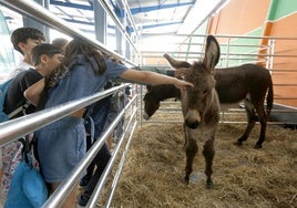 Alumnado del colegio García Lorca de Gijón, acariciando a un burro.