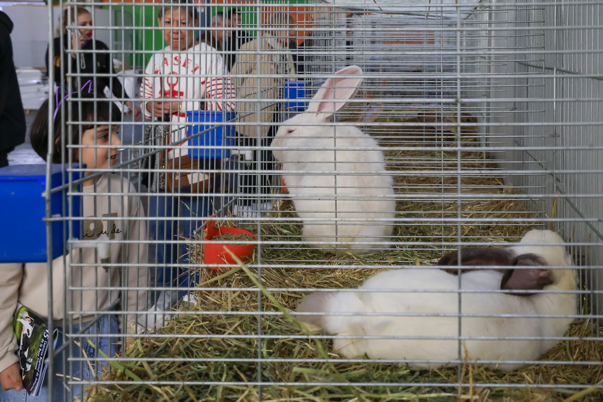 Fotos: Feria de San Antonio en Gijón