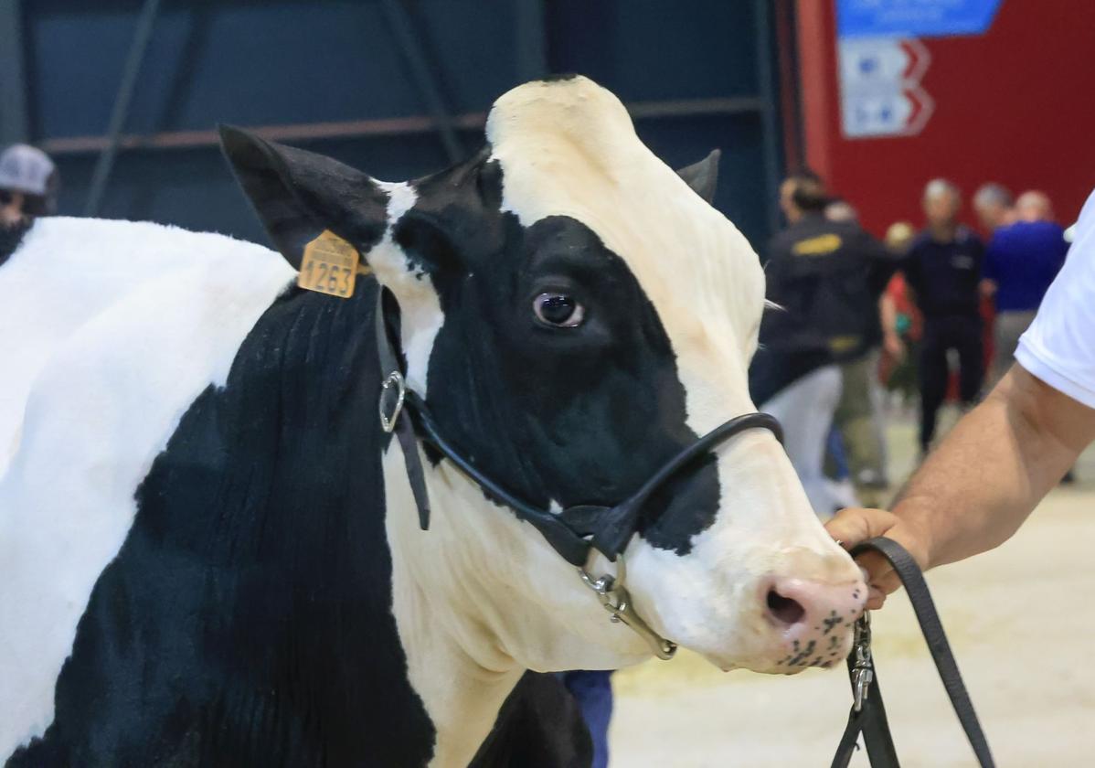 Fotos: Feria de San Antonio en Gijón