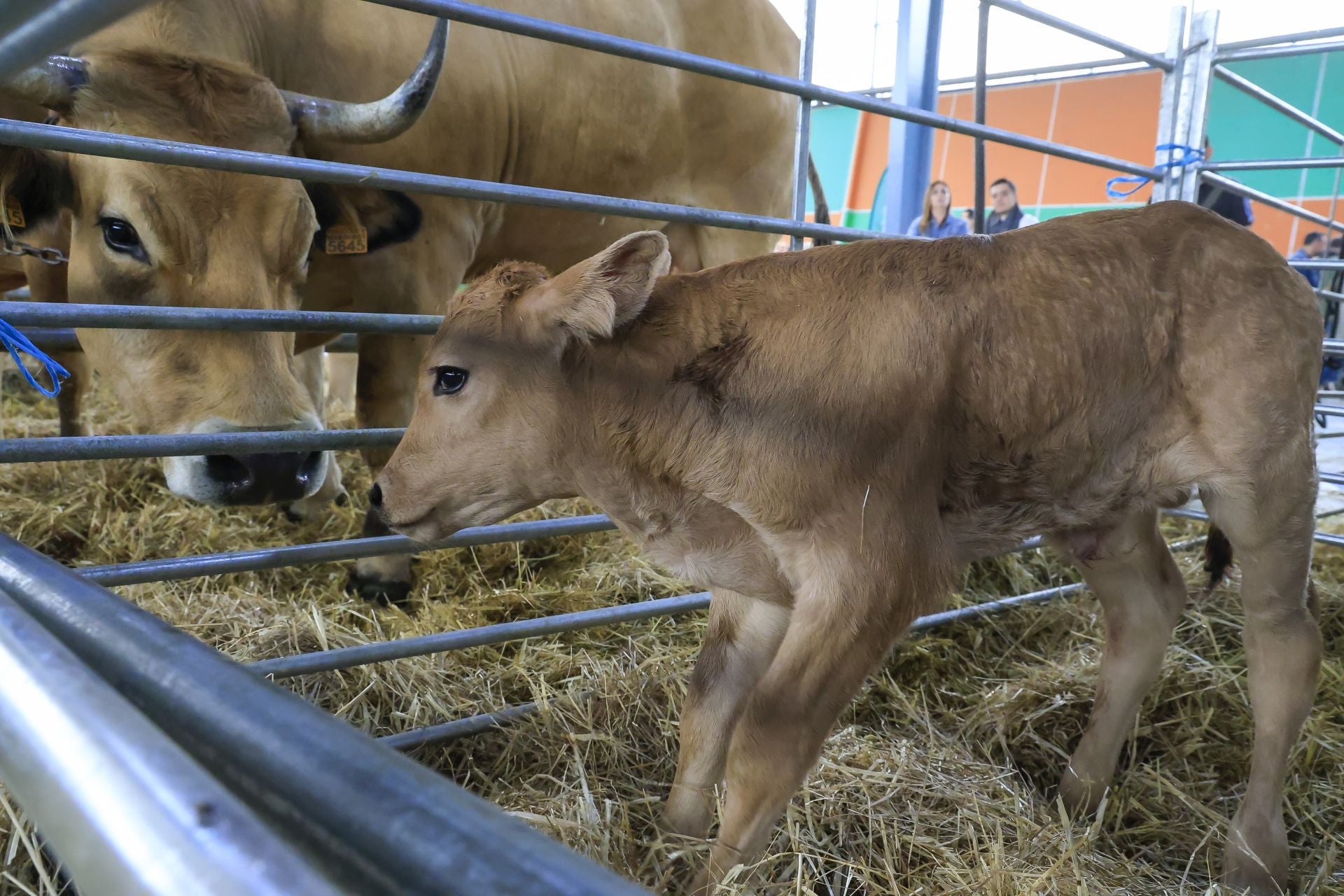 Fotos: Feria de San Antonio en Gijón
