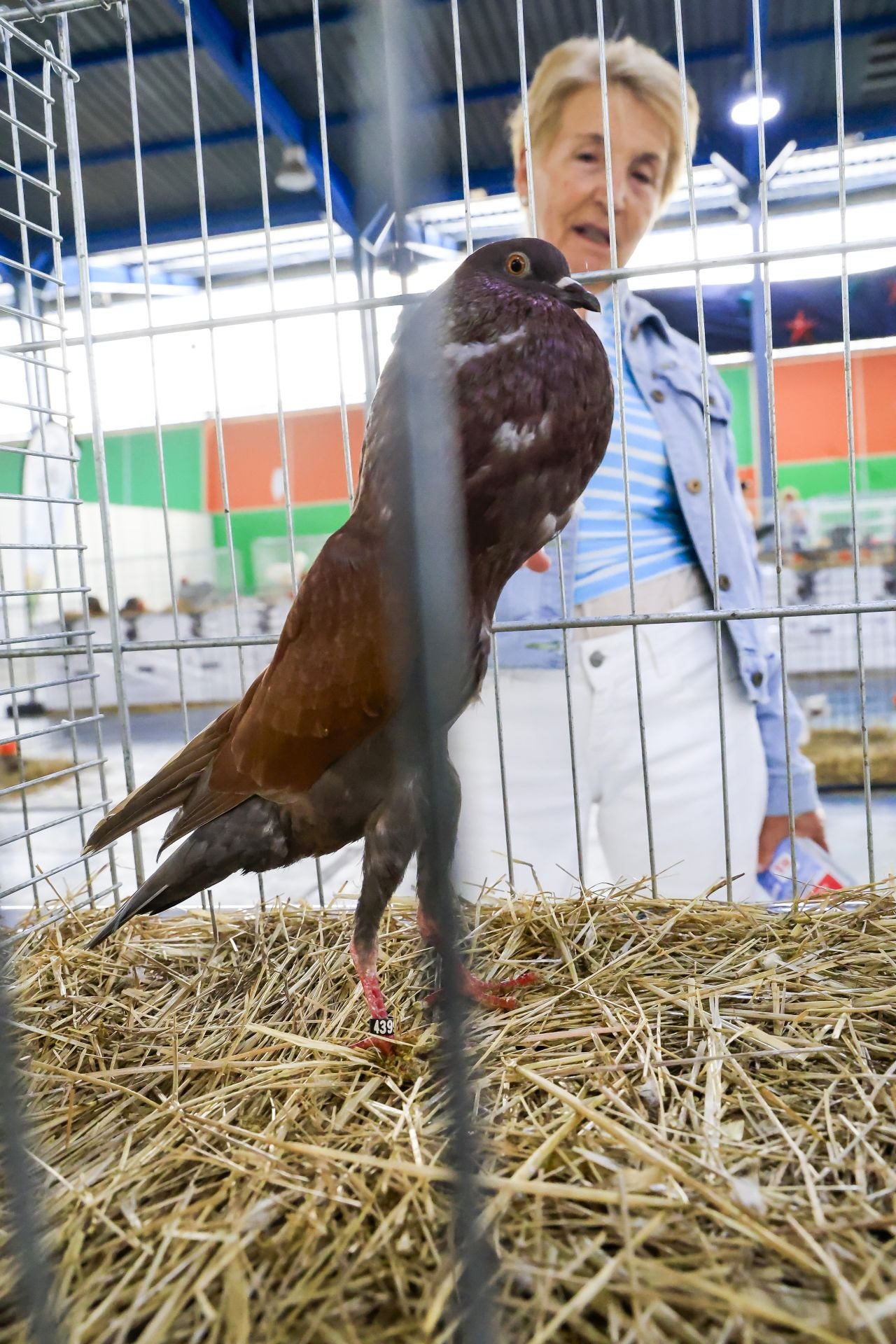 Fotos: Feria de San Antonio en Gijón