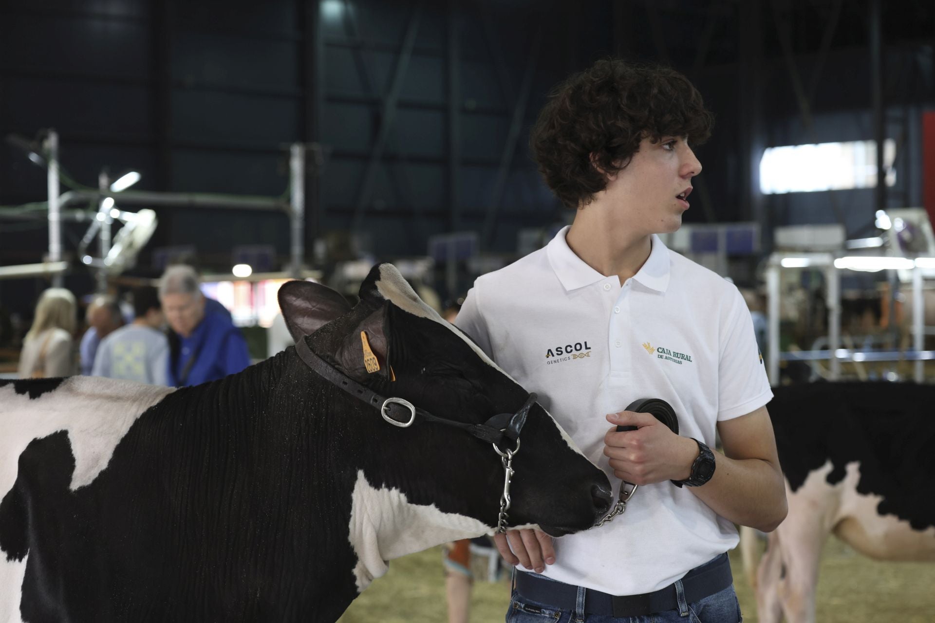 Concurso de manejadores en la Feria de San Antonio en Gijón, en imágenes