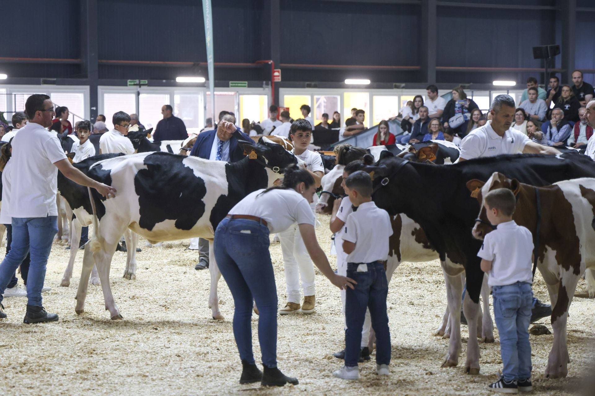 Concurso de manejadores en la Feria de San Antonio en Gijón, en imágenes