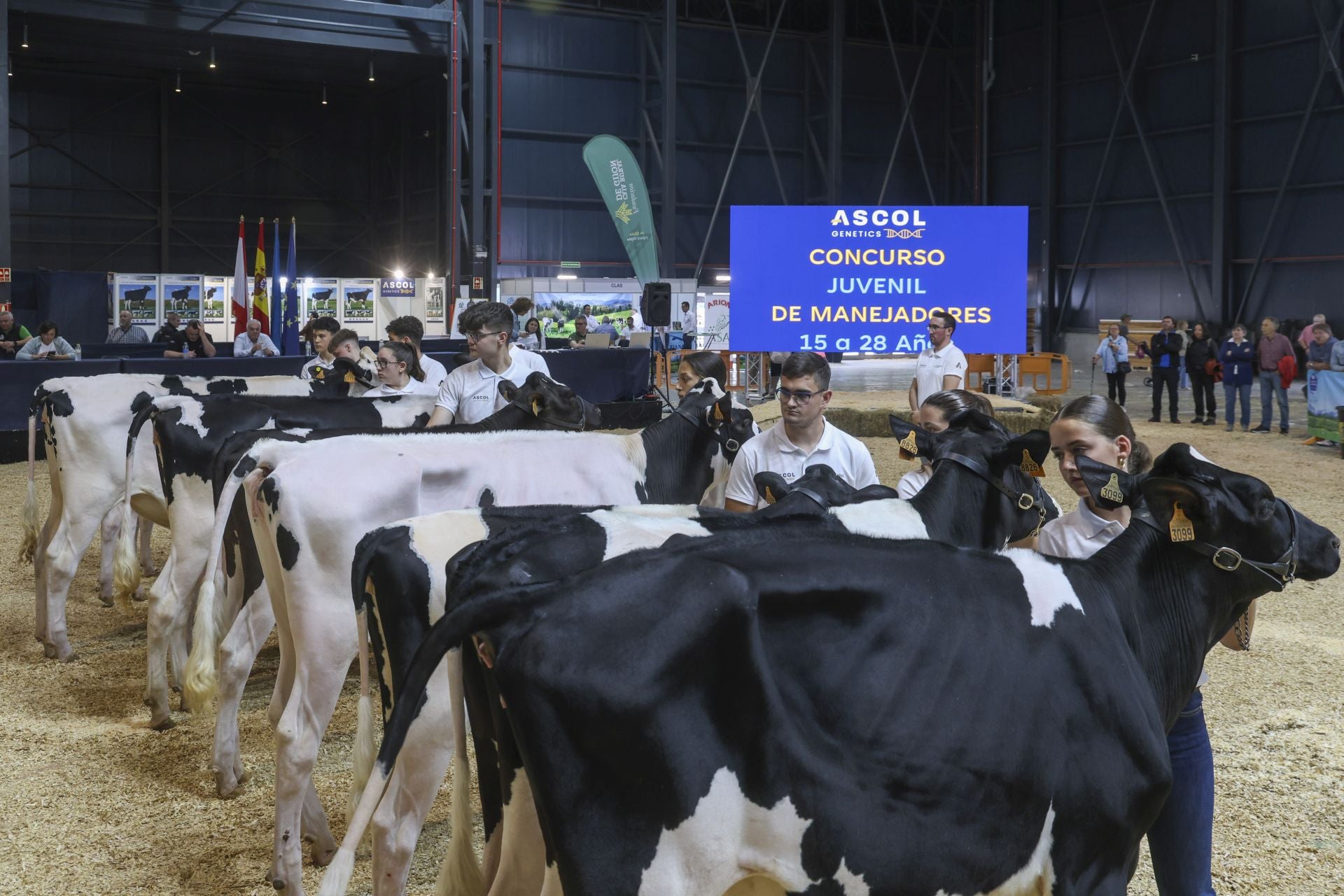 Concurso de manejadores en la Feria de San Antonio en Gijón, en imágenes