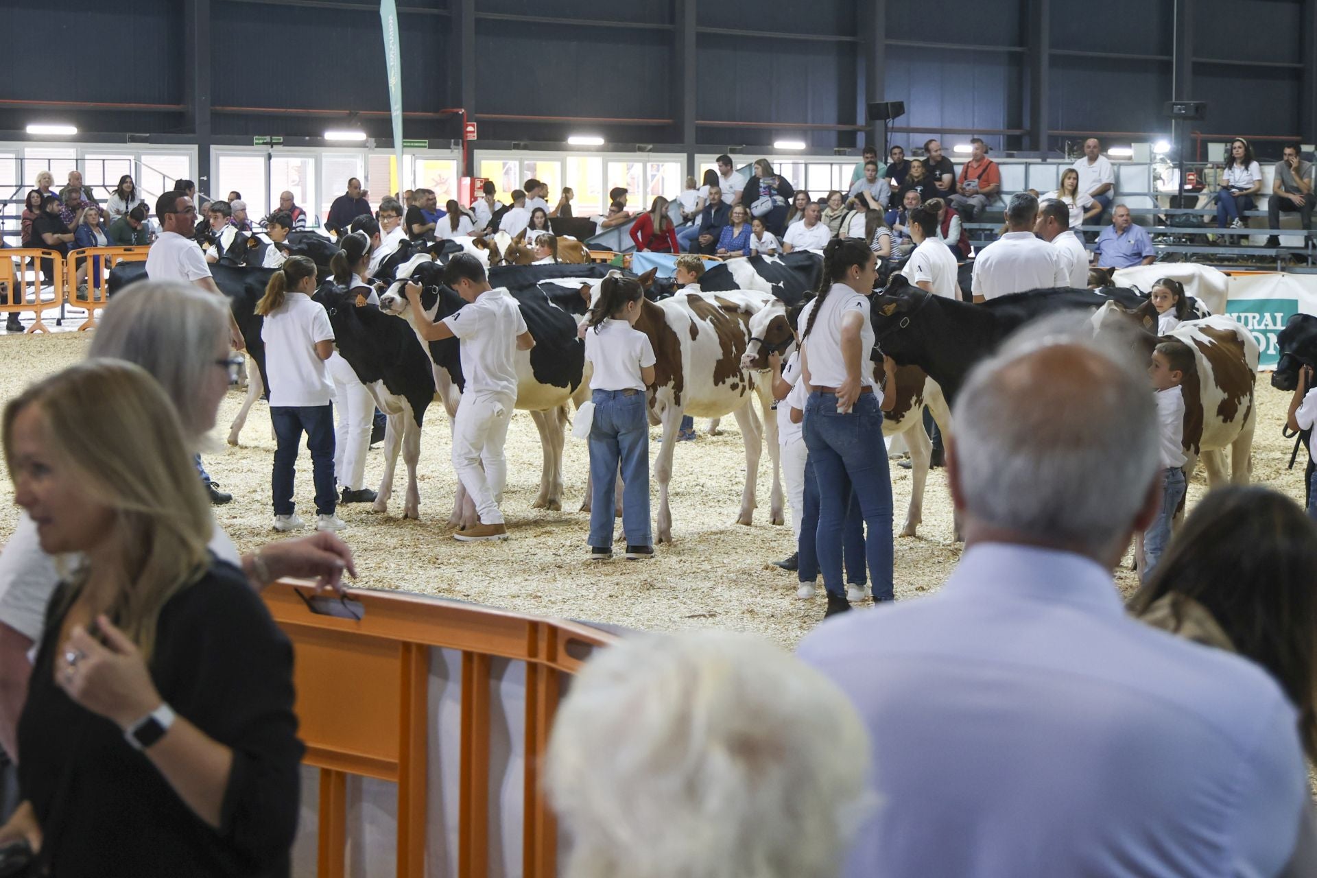 Concurso de manejadores en la Feria de San Antonio en Gijón, en imágenes