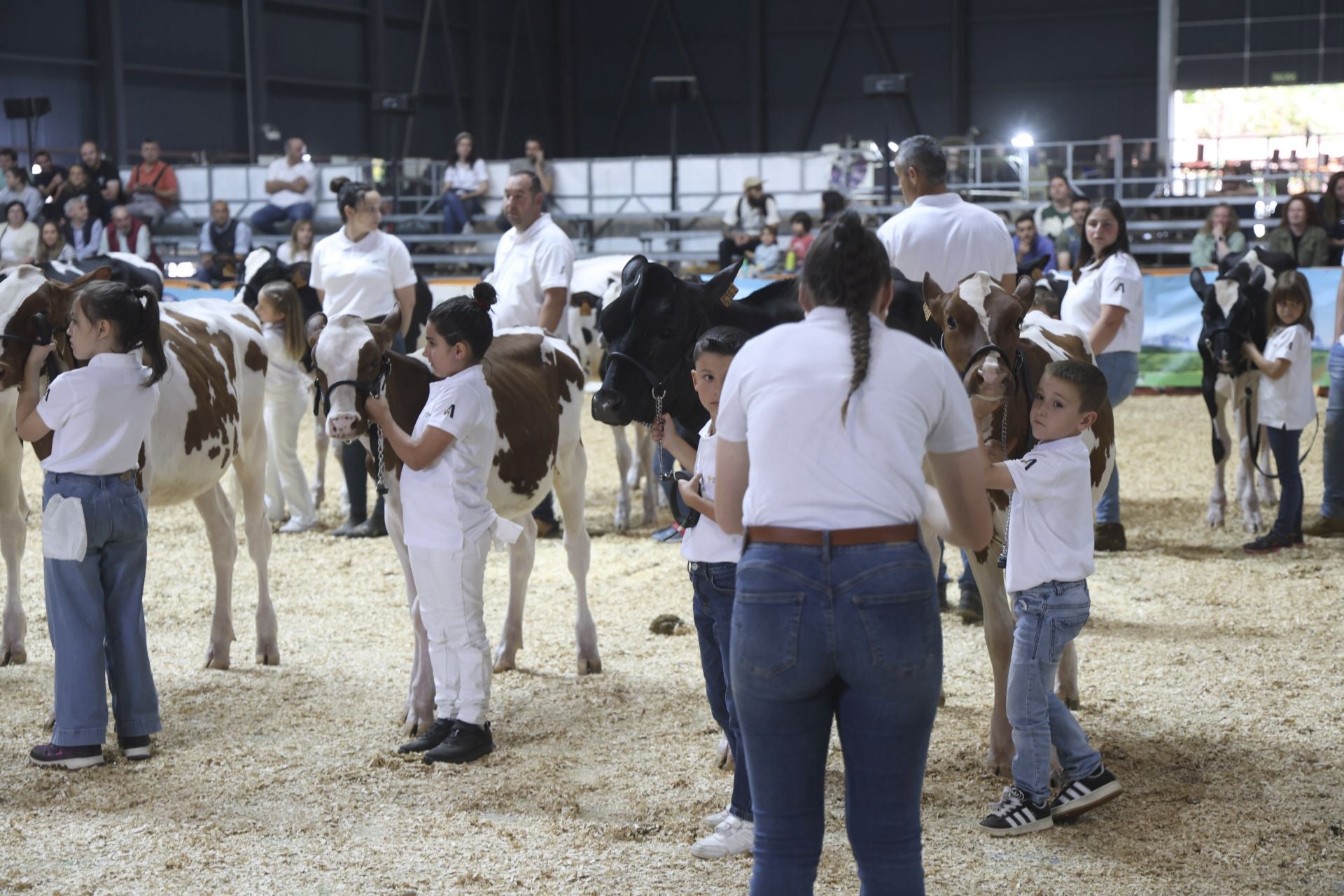 Concurso de manejadores en la Feria de San Antonio en Gijón, en imágenes