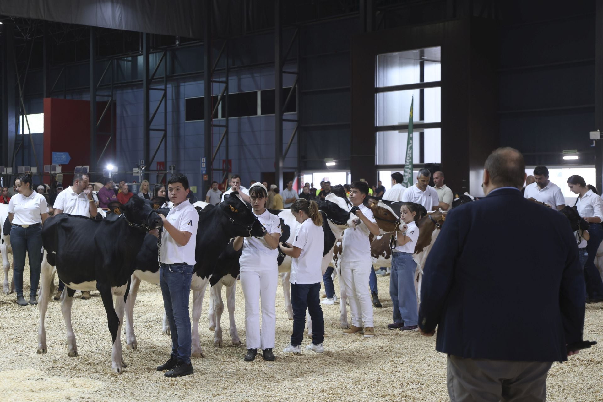 Concurso de manejadores en la Feria de San Antonio en Gijón, en imágenes