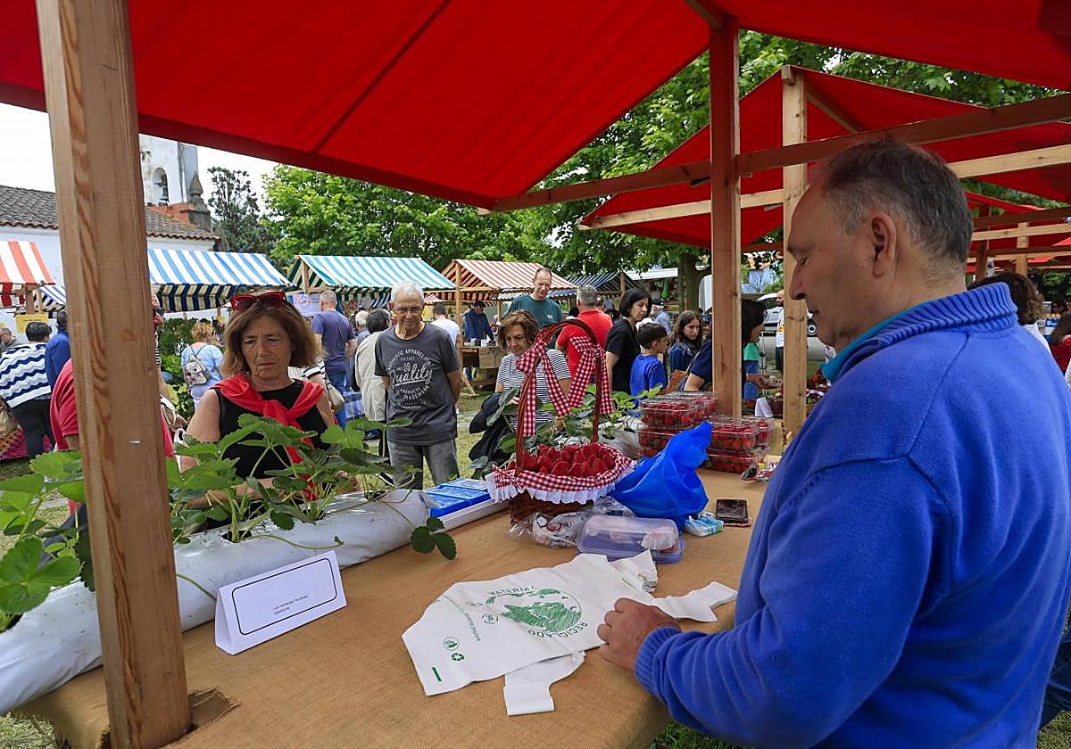 Algunos productores decoraron sus puestos con plantones de fresa.