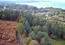 Reclaman extender a Asturias la moratoria al eucalipto