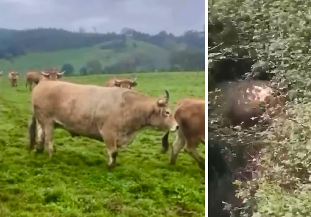 A la izquierda el ejemplar de Casa Garras; a la derecha, el animal de grandes dimensiones que se ha encontrado en Carranza.