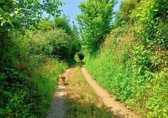 Un camino sin desbrozar en la zona rural de Oviedo.