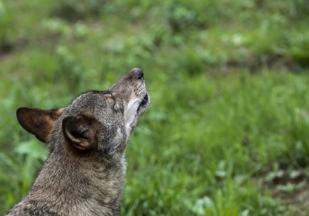 Ejemplar de lobo en Belmonte.