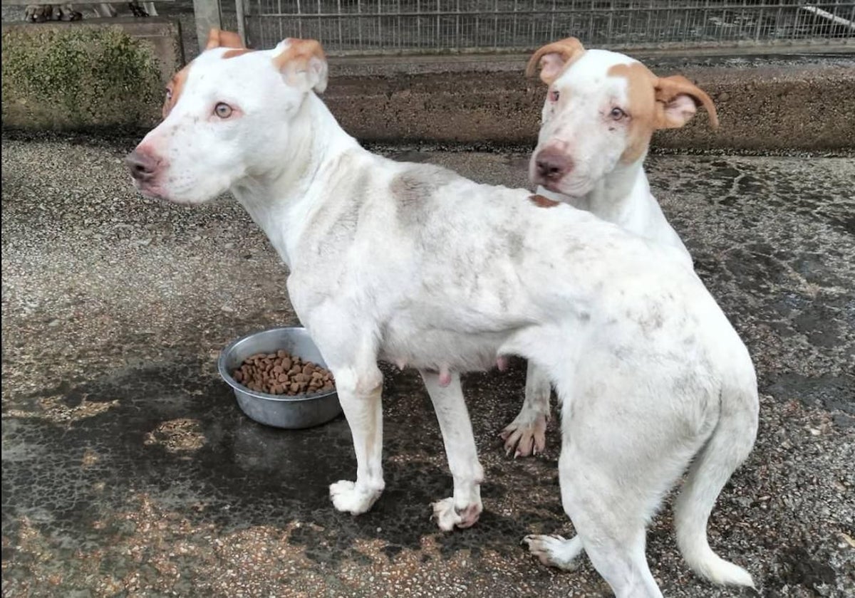 Dos de los perros rescatados del piso de la calle Marcelino González.