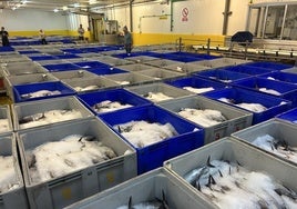 Cajas de bonito apiladas ayer en las instalaciones de Nueva Rula de Avilés para iniciar la subasta.
