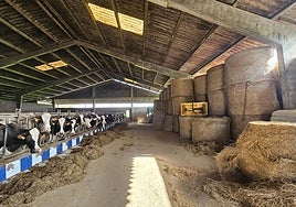 Vacas pertenecientes a una explotación de leche en el concejo de Villaviciosa.