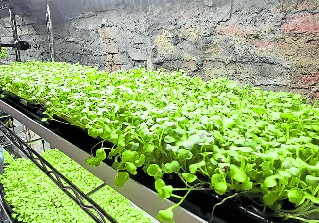 Cultivo vertical de guisantes, en el interior de la galería.