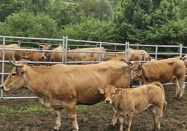 Un grupo de vacas a la venta en la Feria de Corao este año.
