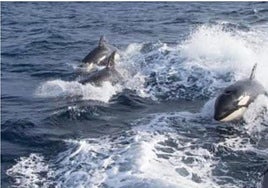 Grupo de orcas tras el incidente de la costa de Llanes.