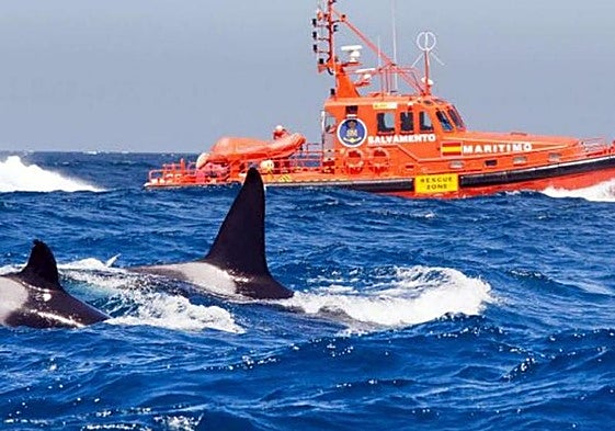 Dos orcas ante una embarcación de Salvamento Marítimo en el Estrecho de Gibraltar, donde es habitual su presencia.