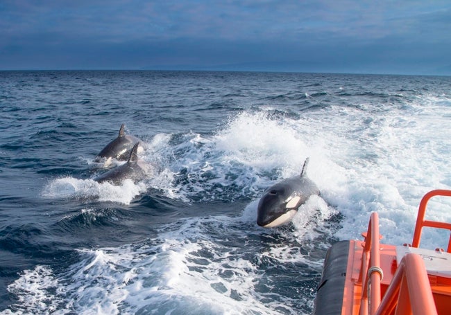 Un grupo de orcas tras una embarcación de salvamento marítimo.