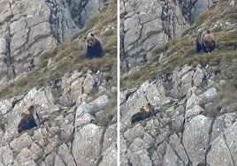 El oso devora al esbardo mientras la madre de la cría observa la macabra escena.