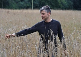 La escanda, un cereal milenario que se cosecha en pleno verano