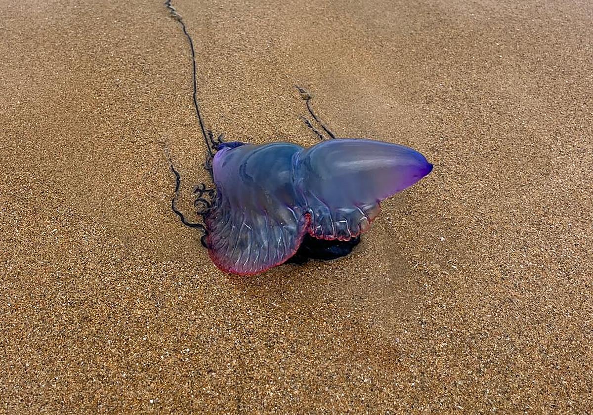 Bandera de alerta de la presencia de medusas ondeando hoy en la playa de San Lorenzo.