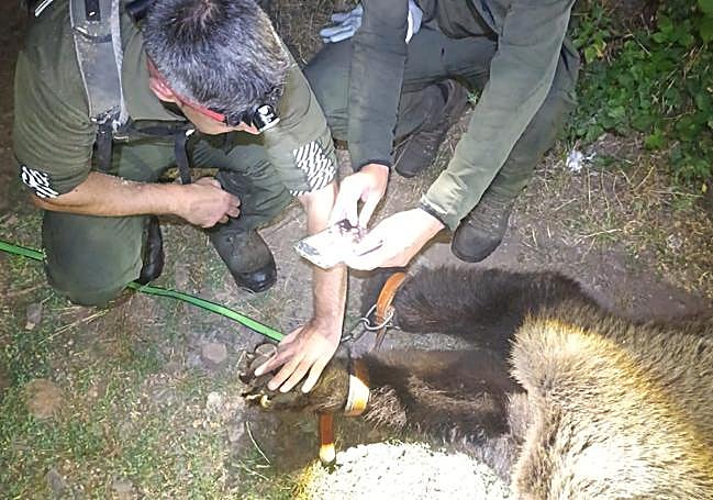 Agentes medioambientales del Principado examinan el cadáver del oso.