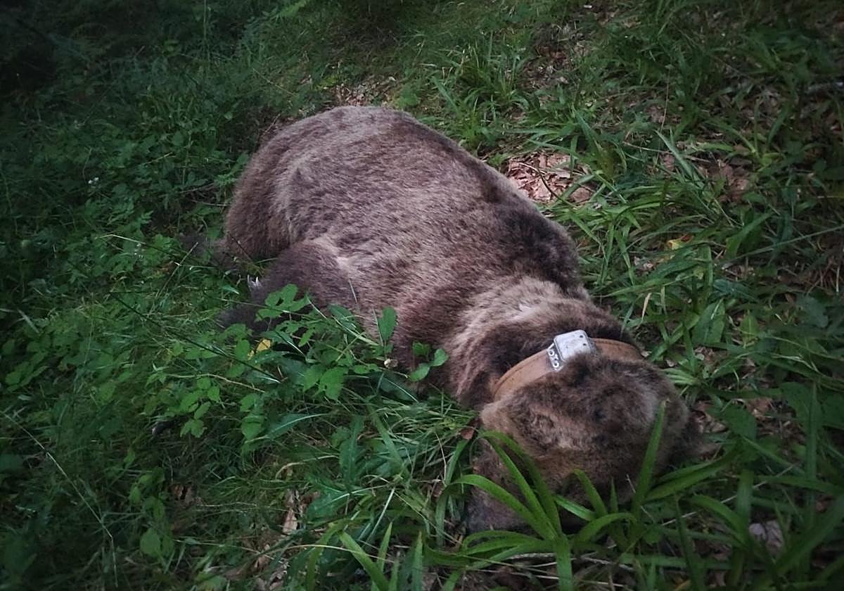 Ejemplar de oso pardo hallado muerto en Somiedo.