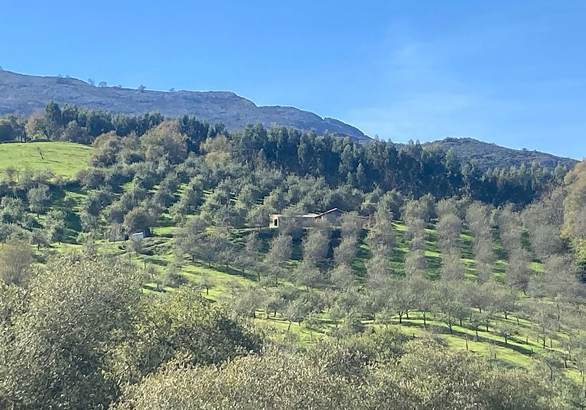Una plantación de pomaradas en la finca La Barriosa de Panes, en Peñamellera Baja.