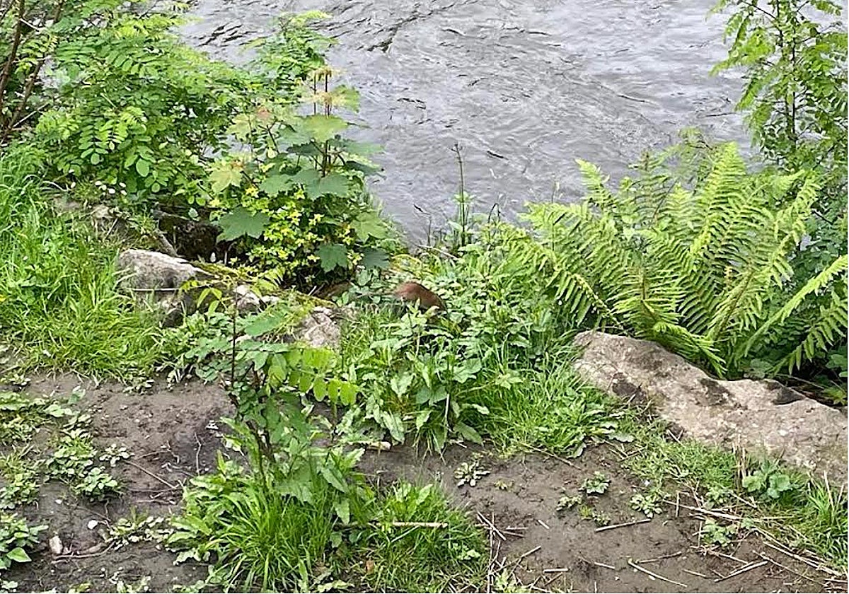 Una rata junto al paseo del río Nalón, cerca del parque Dorado del distrito de Sama