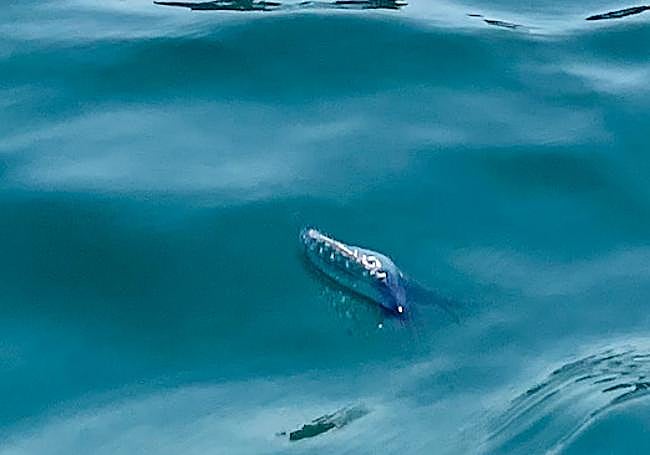 Una carabela portuguesa, en la costa de Gijón, con la playa de San Lorenzo al fondo.