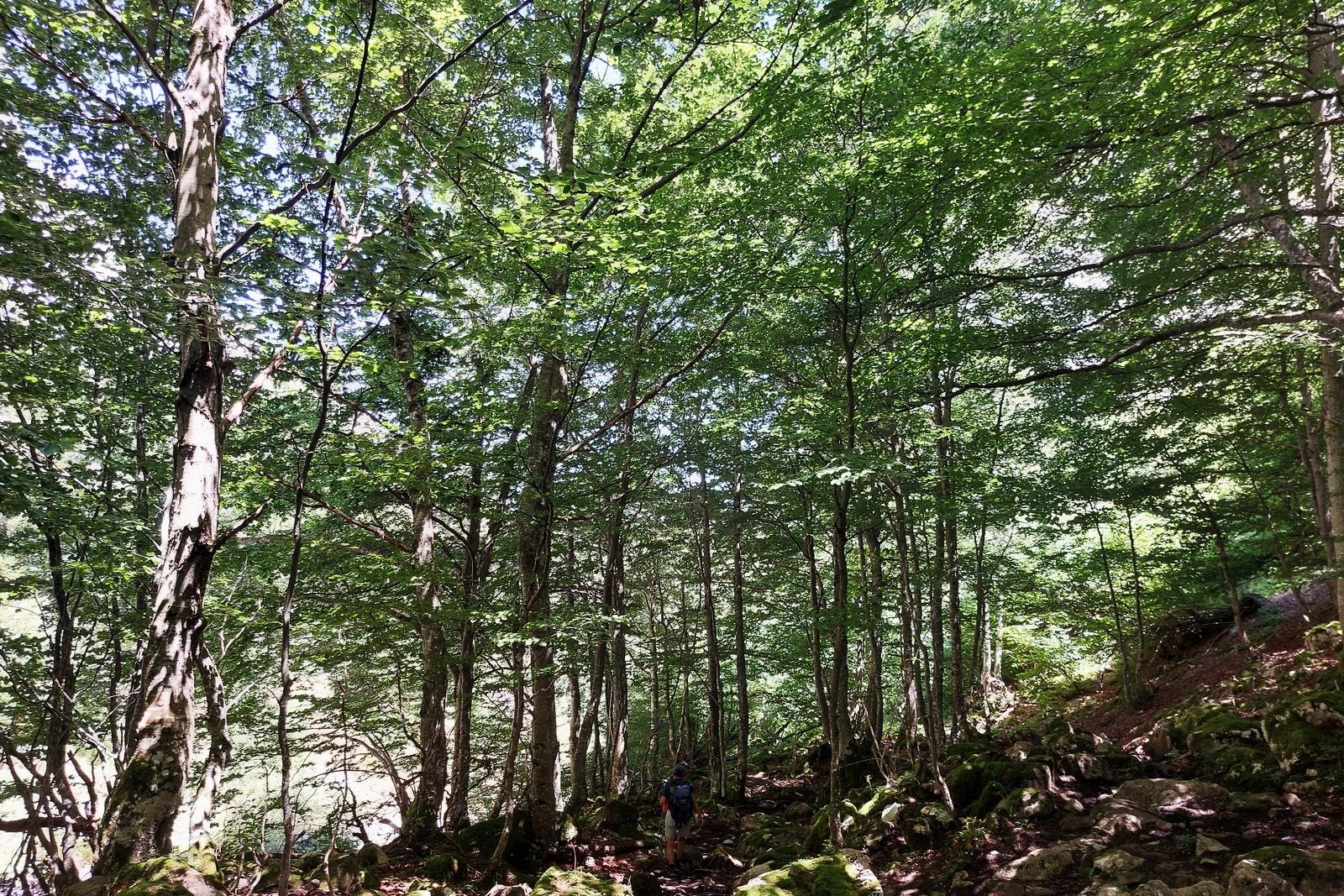 Cruzando el hayedo de la Foz Grande con la sensación de estar pisando una catedral vegetal.