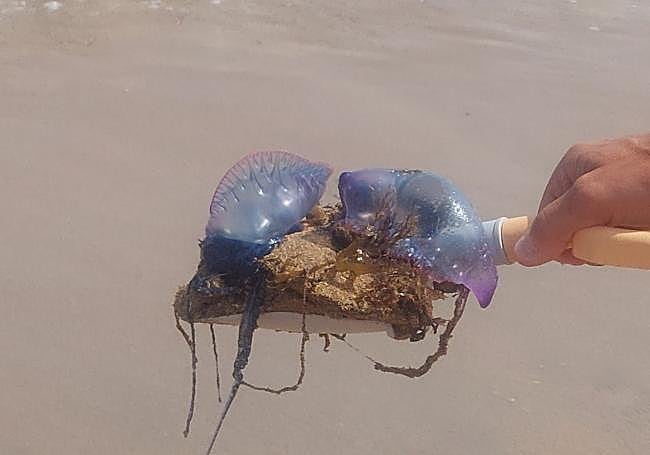 Dos carabelas portuguesas retiradas en Gijón.